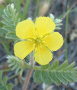 Galapagos flora, Capparidaceae