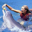 Galapagos Islands, dolphin