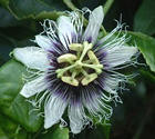 Galapagos plants, Passion Flower