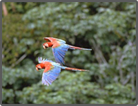 Tours en Quito, Observación de aves en Mindo y sus alrededores 