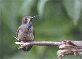 El Carmelo Mindo, widlife, Brown Violetear