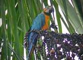 Sani Lodge widlife in Ecuador, Quito resorts