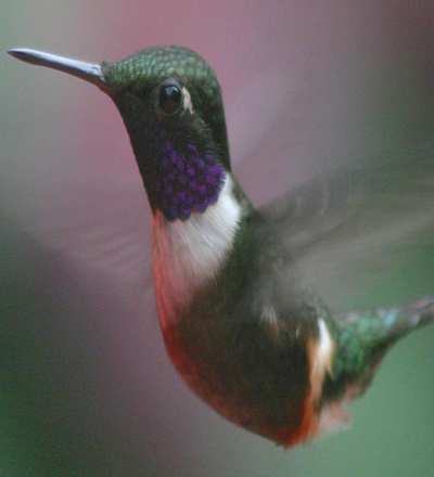 ecuador hummingbirds