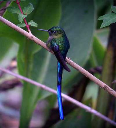 Quito, Pichincha, Ecuador, Mindo, Violet tailed Sylph