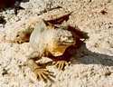 Land iguana, Galapagos islands Ecuador