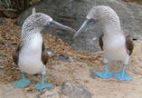 Galapagos Islands, Blue-Footed Boobies