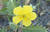 Galapagos pictures, flowers