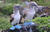 Galapagos wildlife, birds