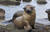 Galapagos wildlife, mammals