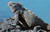 Galapagos wildlife, reptiles