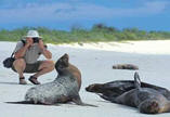 Galapagos sea lions