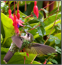 Quito city tours, Ecuador hummingbirds  