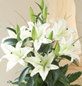 Lily Vase White