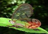 El Carmelo Mindo, Mindo wildlife