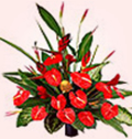 Paradise flowers