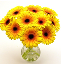 Sun flowers 