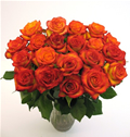 Sunrise Roses