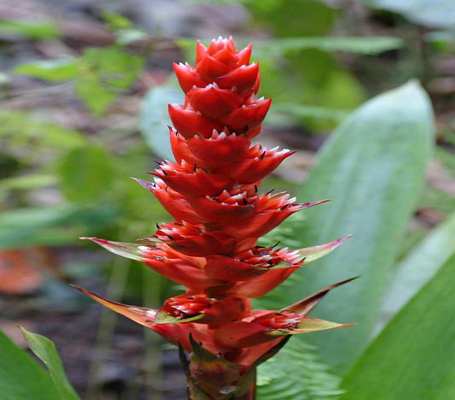 Quito, Ecuador, Mindo bromeliads 