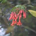 Quito, Ecuador, Mindo Fuchsia sp