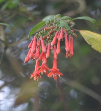 Quito Ecuador, Mindo Fuchsia sp