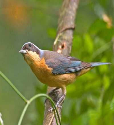Quito, Ecuador, Mindo Fawn breasted tanager