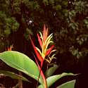 Quito, Ecuador, Mindo Heliconia sp