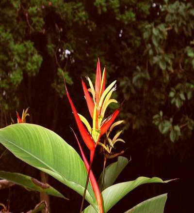 Quito, Pichincha, Ecuador, Mindo, heliconia sp