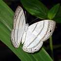 Quito, Ecuador, Mindo Leucochimona Vestalis