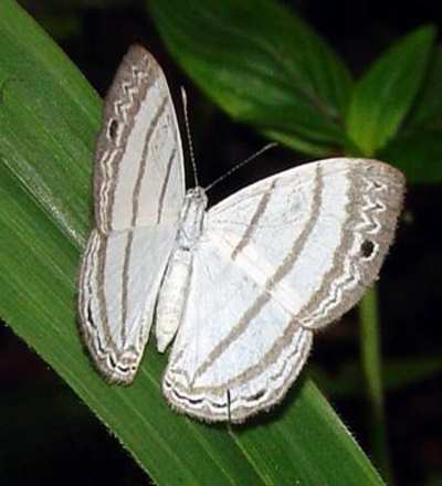 Quito, Ecuador, Mindo Leucochimona Vestalis