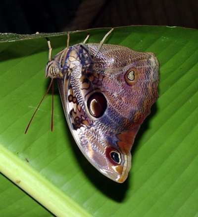 Quito, Ecuador, Mindo Osiphanes sp