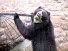 Quito tourist attractions, Guayllabamba zoo, oso